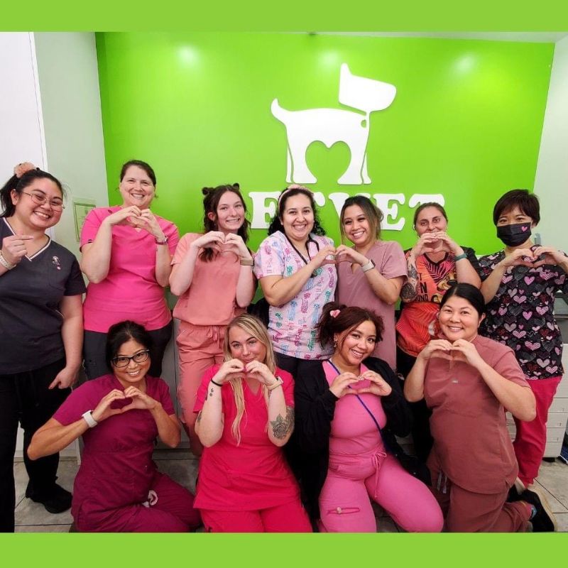 veterinary teams veterinary medicine